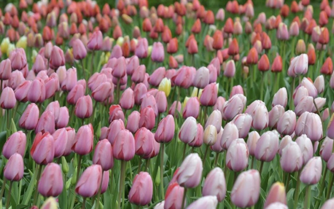 Newsletter – Spring 2025